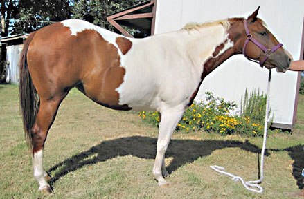 2007 Sorrel Tobiano Mare for sale