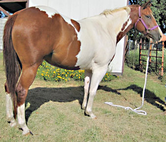 2007 Sorrel Tobiano Mare for sale