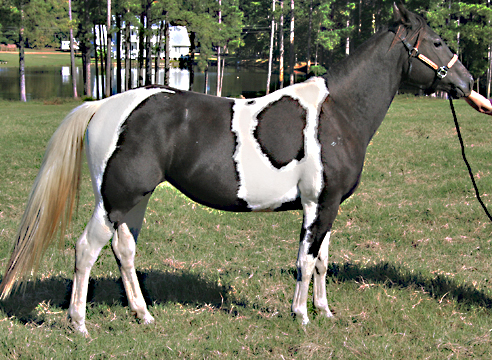 texaspaints.com