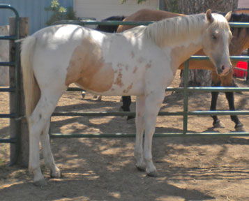 texaspaints.com