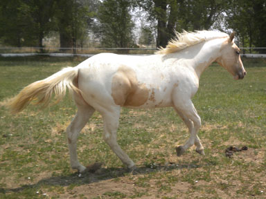 texaspaints.com