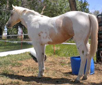 texaspaints.com