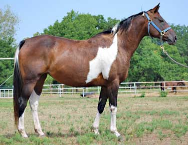 texaspaints.com