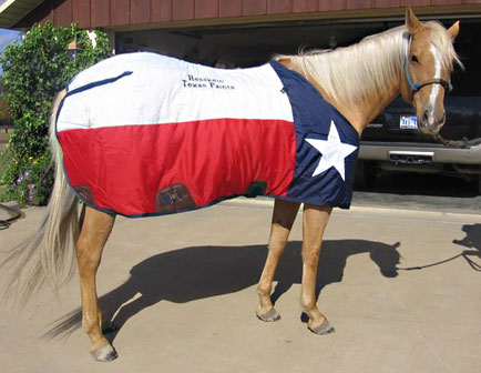 palomino bred mare