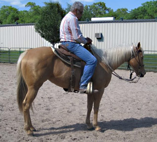 palomino bred mare