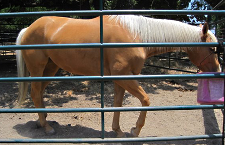 palomino bred mare