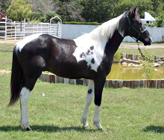 texaspaints.com