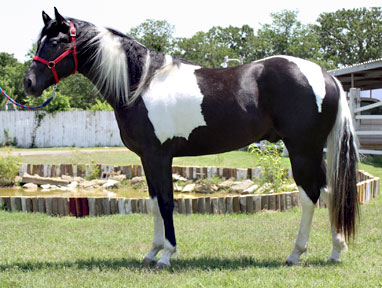 texaspaints.com