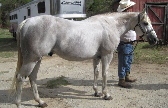 aqha stallion for sale
