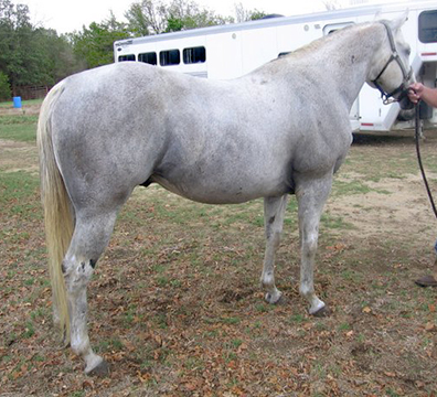 aqha gray three bars stallion for sale.