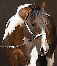 gray tobiano