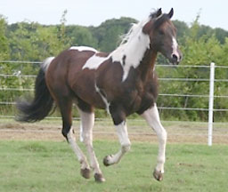 gray tobiano