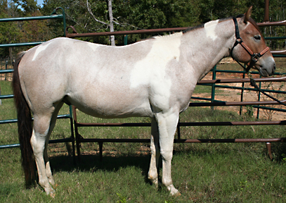 bay roan stallion for sale
