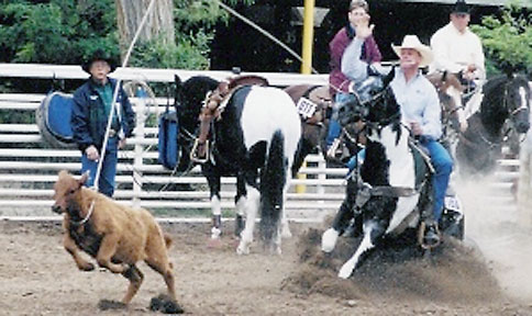 gray tobiano