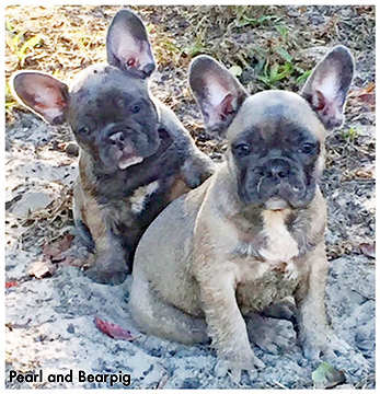 french bulldog puppy for sale.
