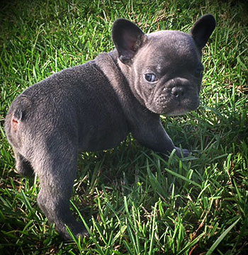 french bull dog