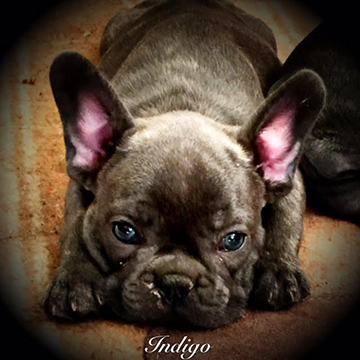 french bull dog