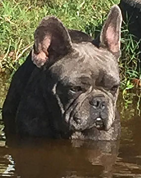 french bull dog puppy