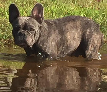 french bull dog puppy