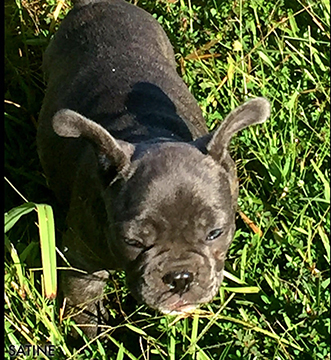 french bull dog