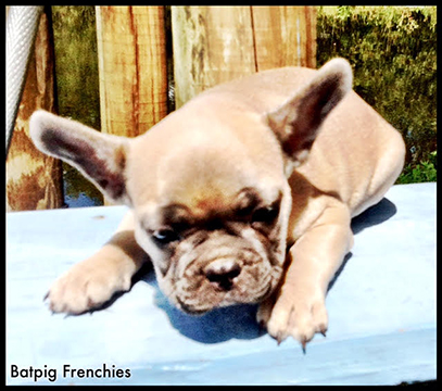 french bull dog