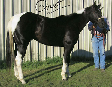 homozygous black