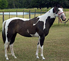 tobiano mare for sale